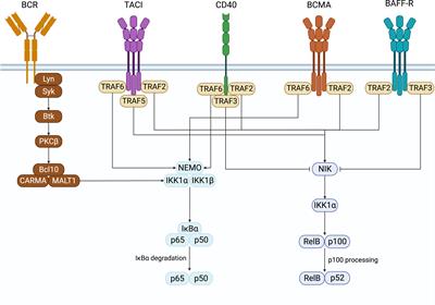 NF-kB’s contribution to B cell fate decisions